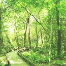 치유의 숲 이미지