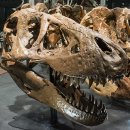 화석 2002 이미지