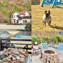 돌담 | 남해 애견동반펜션 돌담과초록 내돈내산 후기! 대형견 가능 숙소