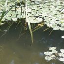 연못으로 이미지