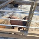 멍스토리 | 마이애니멀스토리 in 평강랜드 포천 주말 현장 결제 후기