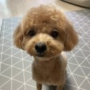 뽐내시개 이미지