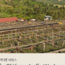아렌커피