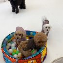 플레이멍 광주애견유치원&애견호텔 | [광주 애견유치원] 중흥동 플레이멍에서 보낸 퐁퐁이의 슬기로운 유치원 생활