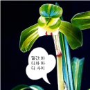 한국춘란 화경신장(花莖伸長)과 온도/02(한배관491) 이미지