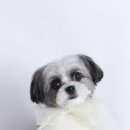 블레스펫 살롱 이미지