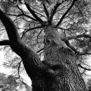 킹스크린 이미지