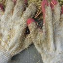 보리타작 이미지