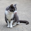 강남고양이 분양 히어로펫 | 강남고양이분양 골드브리티시 서리펫 리뷰