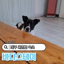 제주 바다스테이 | 제주 대형견 숙소 동반 가능한 반려견 애견 펜션 바다스테이