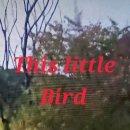 This little bird 이미지