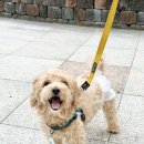 강아지인식표 추천 비비펫 강아지이름표 산책 필수템 후기