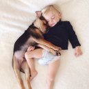 올리브펫 이미지