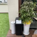 수려하개 이미지