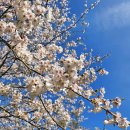 양지바른정비마당 | 안양 봄꽃명소 추천 안양수목원 예약, 개화현황