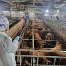 충북염소농장 이미지