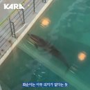 화순이네