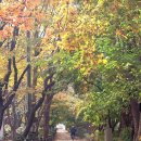 【라이딩공지】滿秋의 양주 도락산 돌아~ 장흥임도.남경수목원의 단풍숲길들~go 이미지