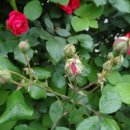 넝쿨장미집 이미지