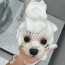 애견미용실 또이쁜댕 이미지