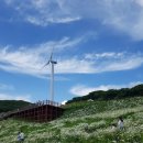 평창청옥산천년초