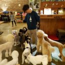 어바웃도그 이미지