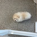 모랑펫살롱 이미지