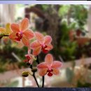 예삐애견 이미지