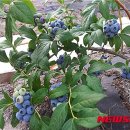 안당농장 이미지