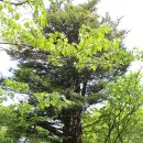 연가리맑은터 | [개인산, 방태산] 힘들어도 가고 싶은 곳은 가야지!!