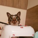 미경메디칼 | 고양이 수신증 sub수술병원