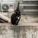 태일동물치과병원 이미지