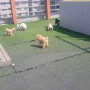 봉순두부 이미지