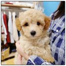 드림독 강아지 고양이 안심분양센터 시흥점 | 인천 주안 버디독 강아지 분양 안심 분양센터 후기 소중한 선물