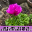 산들바다 사찰음식 비건 체험학습장 천불선원 정원 아네모네, 크로커스, 마가렛, 복수초, 시작