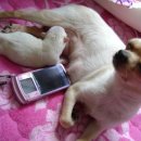 배박사 동물병원 이미지