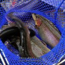 백담폭포송어회 이미지