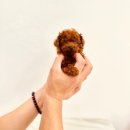 타이니켄넬 이미지