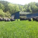 친환경 염소농장 이미지