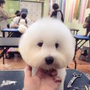 아이러브독 애견미용실 이미지