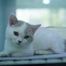 부산고양이 분양 도로시펫 네이버블로그