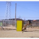 마한애견 이미지