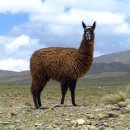 알파카 이미지