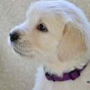 연성동물병원 이미지