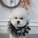 애견미용 나나엄마 이미지