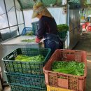 보현산2농장 이미지