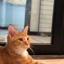 위대한캣츠빌 이미지