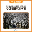 주산 | 꽃잎이 흩날리던 순간을 담은 한 장의 사진, 주산벚꽃축제 후기 🌸