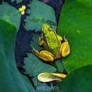 정양늪생명길 이미지