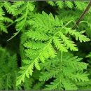 민간약초생활한방 이미지